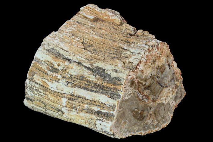 Triassic Petrified Wood (Araucaria) Limb - Madagascar #128227